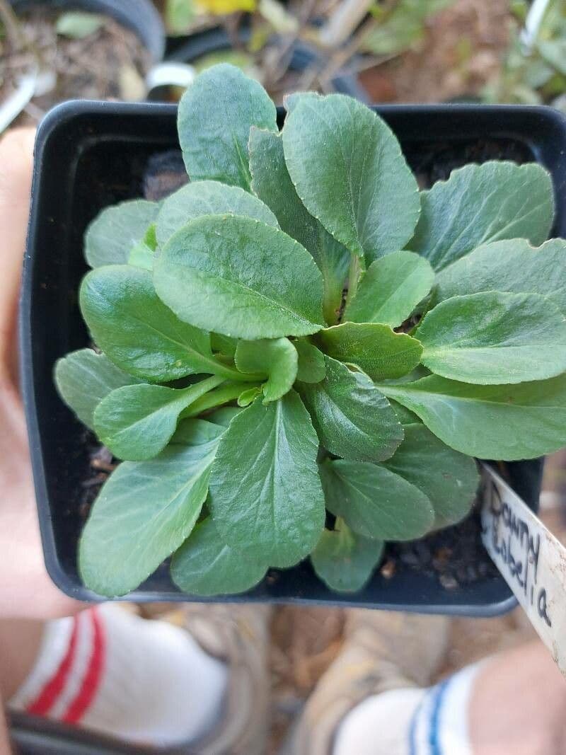 Lobelia puberula 11