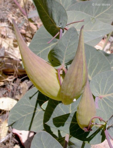 Asclepias