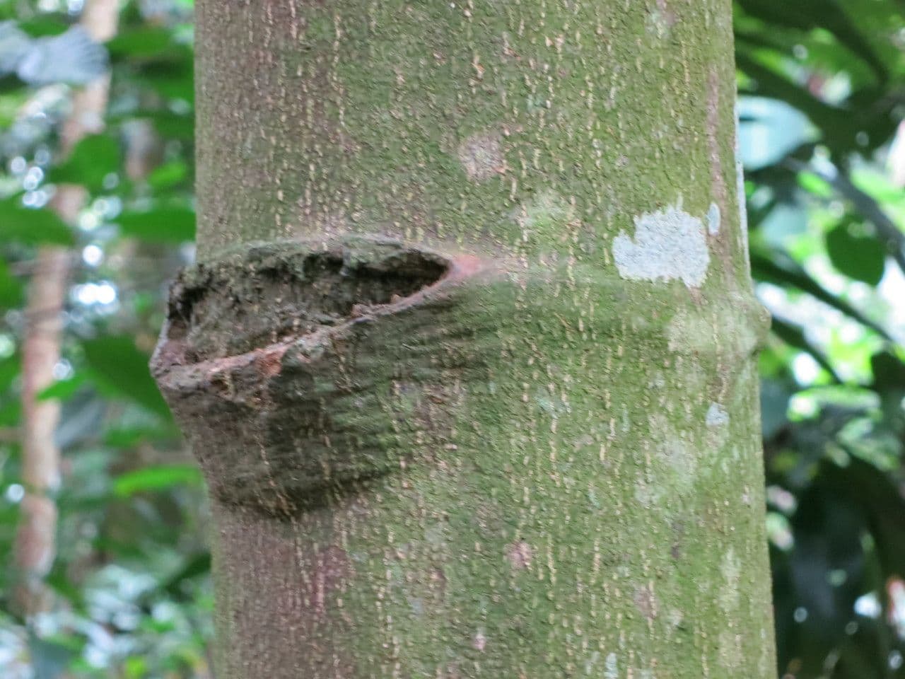 Tabernaemontana pachysiphon 12