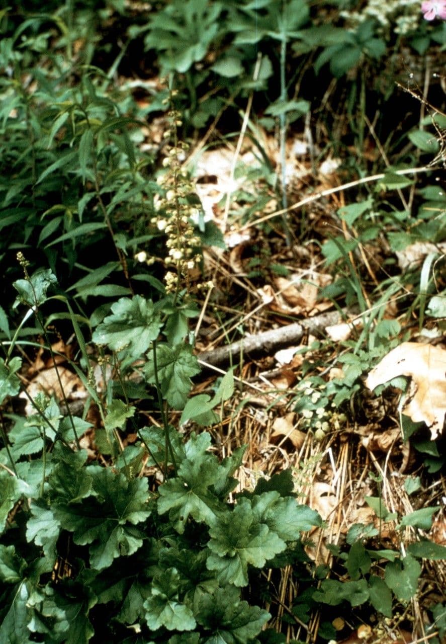Heuchère pubescente 4