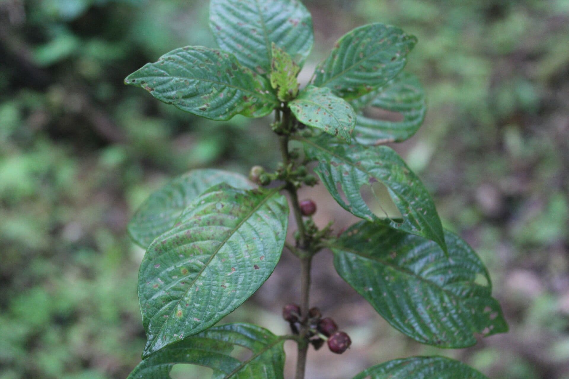 Panama-Sabicea 6