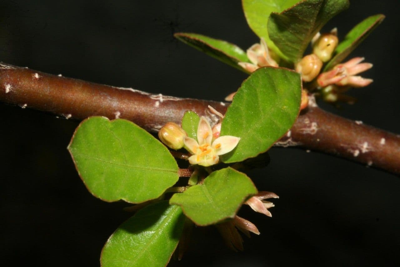 Bursera 7