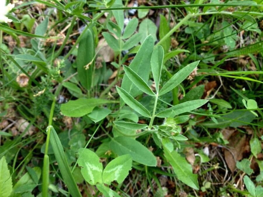 Vulneraria 20