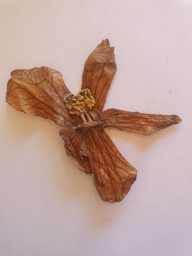 Zucca selvatica 5
