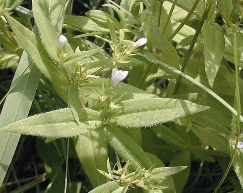 Houstonia purpurea 10