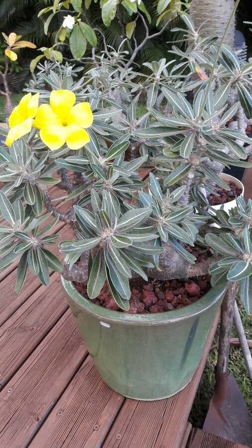Pachypodium 8