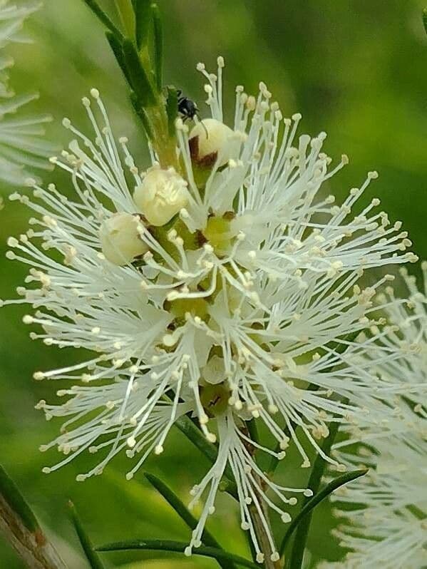 Melaleuca ericifolia 6
