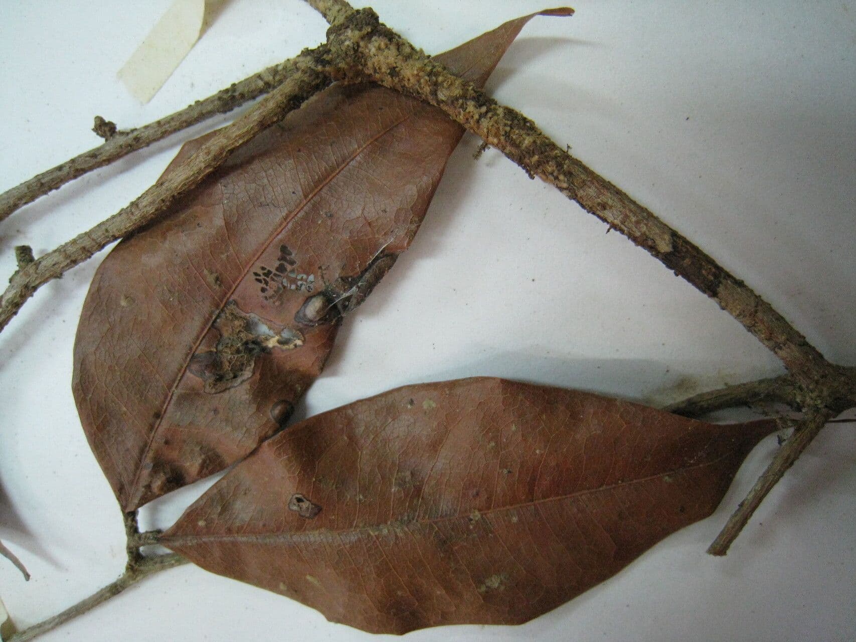 Cynometra 3