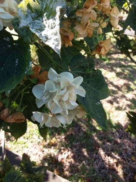 Dombeya 9