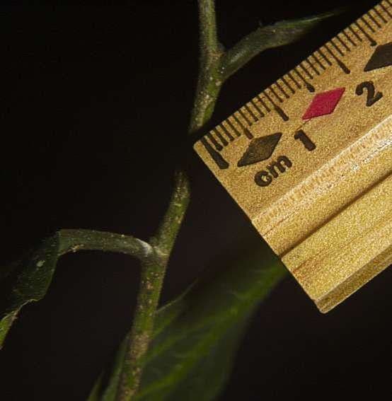 Sorocea 15
