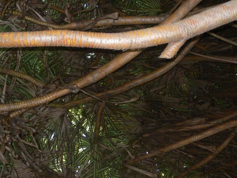 Pandanus tectorius 24
