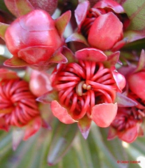 Xanthostemon 10