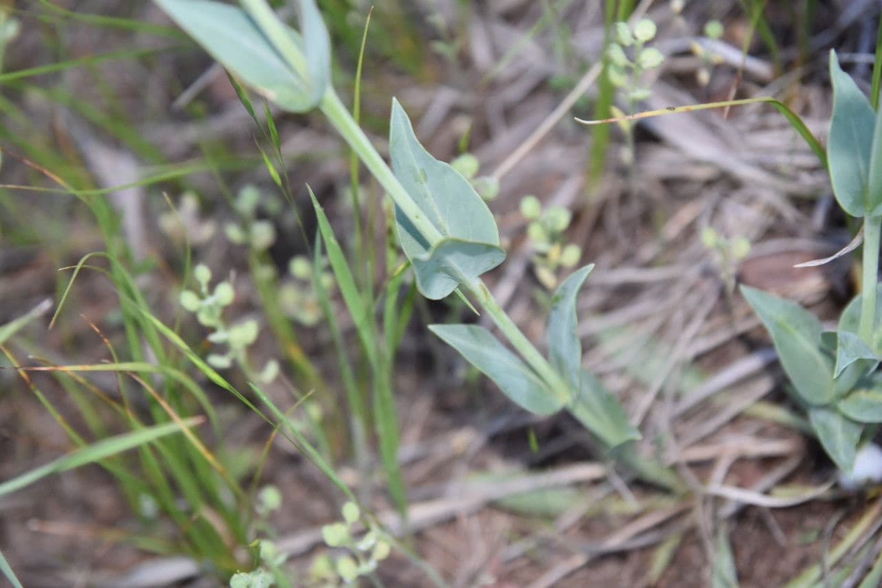 Penstemon secundiflorus 11