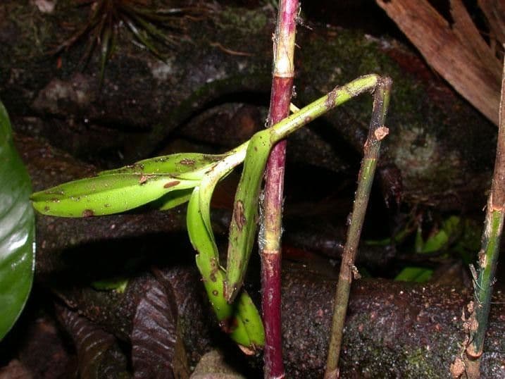 Epidendrum 8