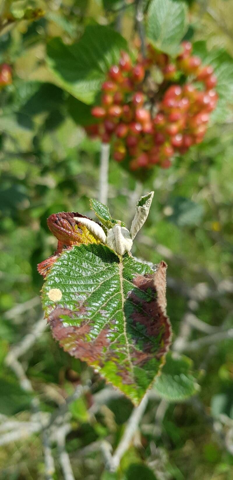 Wolliger Schneeball 29
