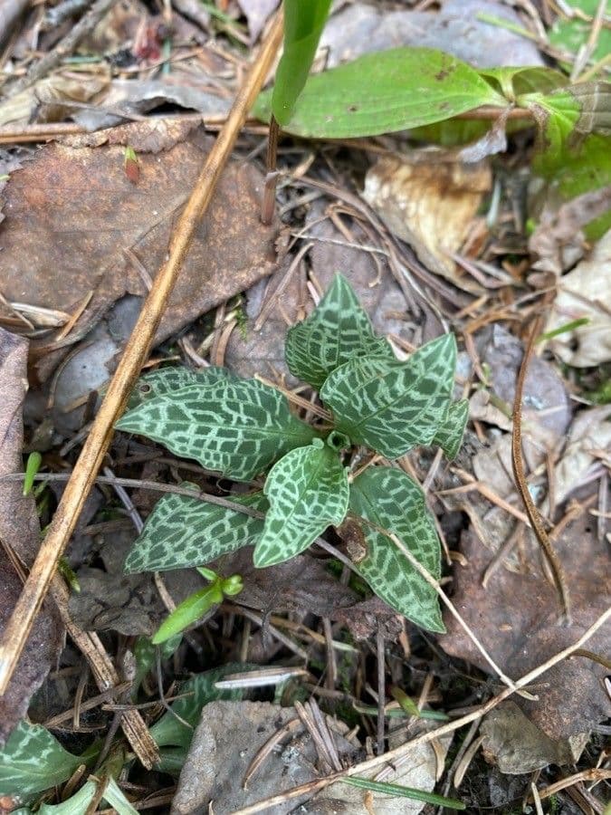 Goodyera tesselata 12