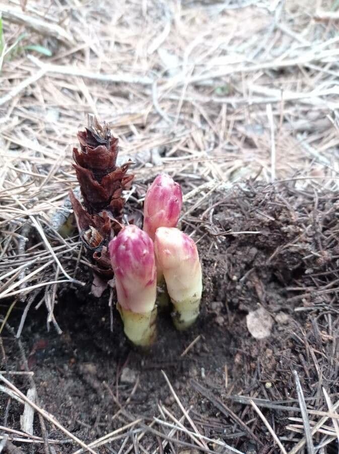 Orobanche a squame larghe 2
