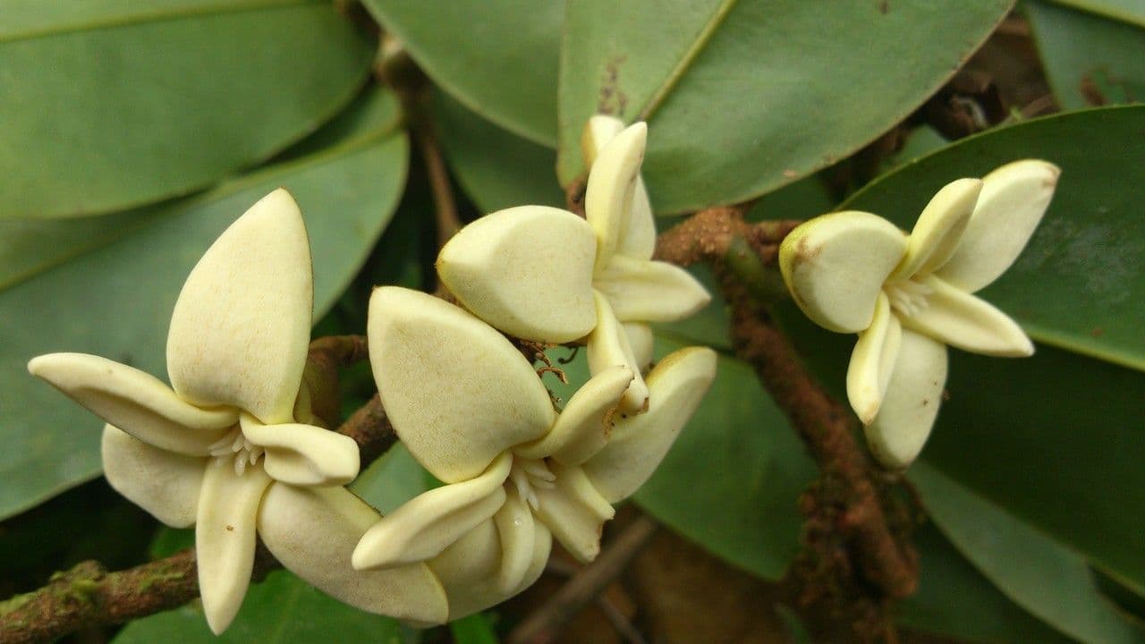 Xylopia 3