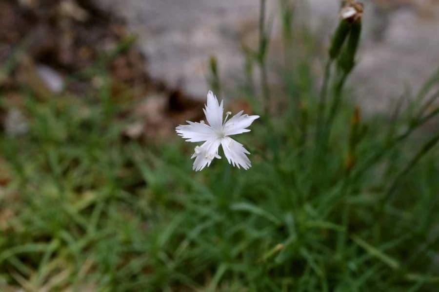 Dianthus 5
