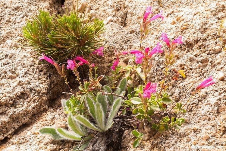 Penstemon newberryi 7