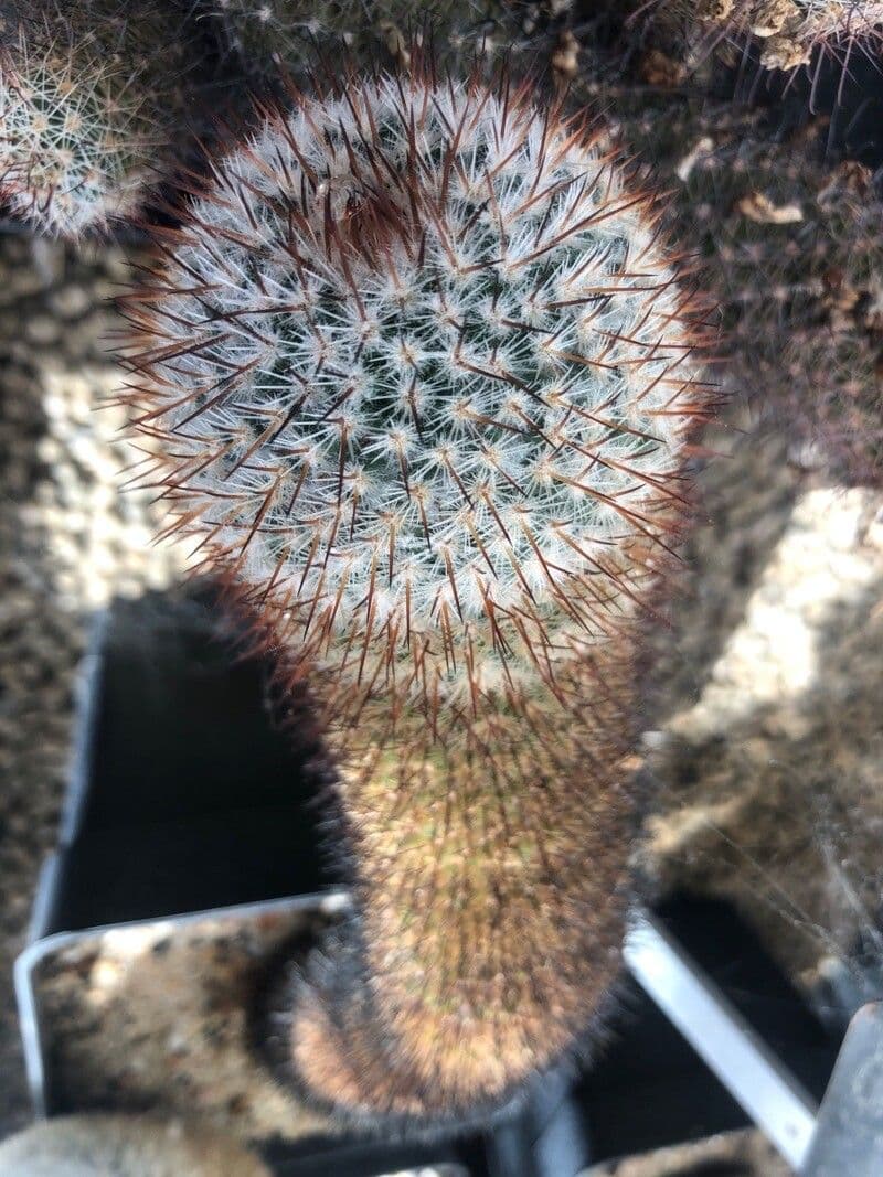 Mammillaria 2