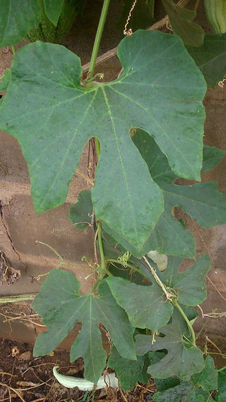 Zucca annuale 11