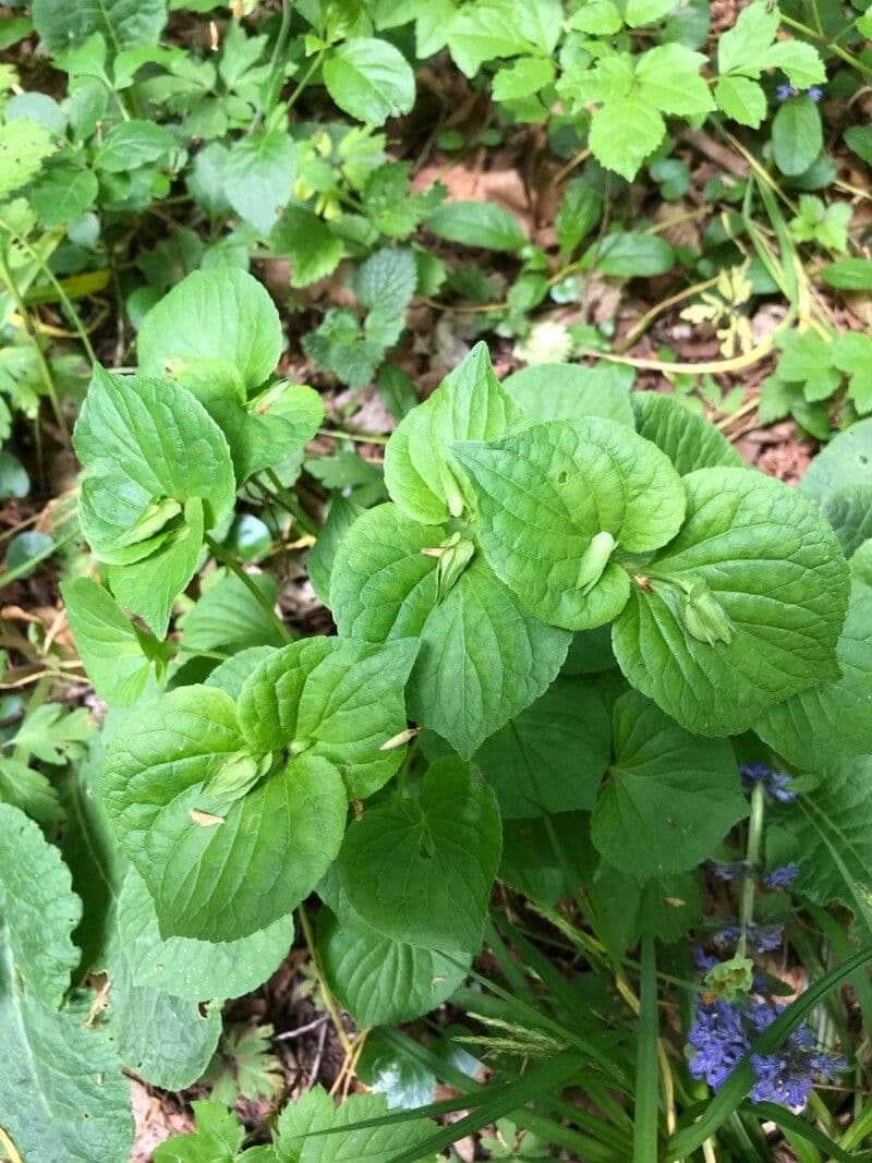 Viola mirabile 10