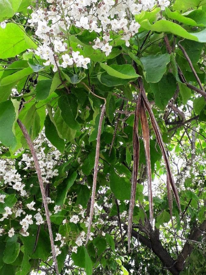 Catalpa comune 5