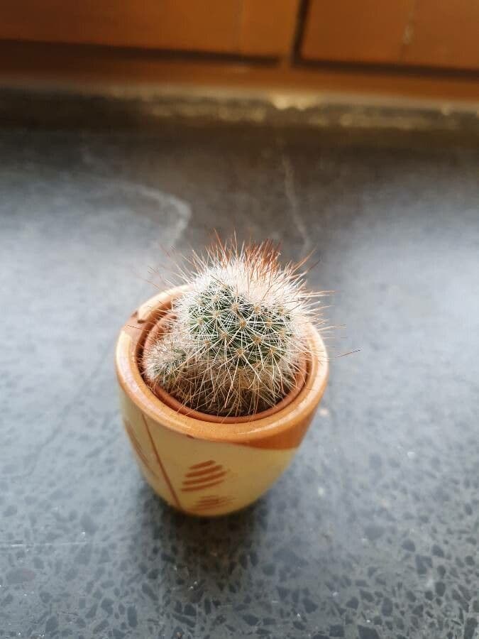 Echinocereus 17