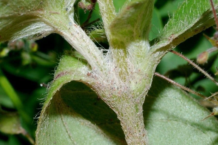 Gomphrena serrata 19