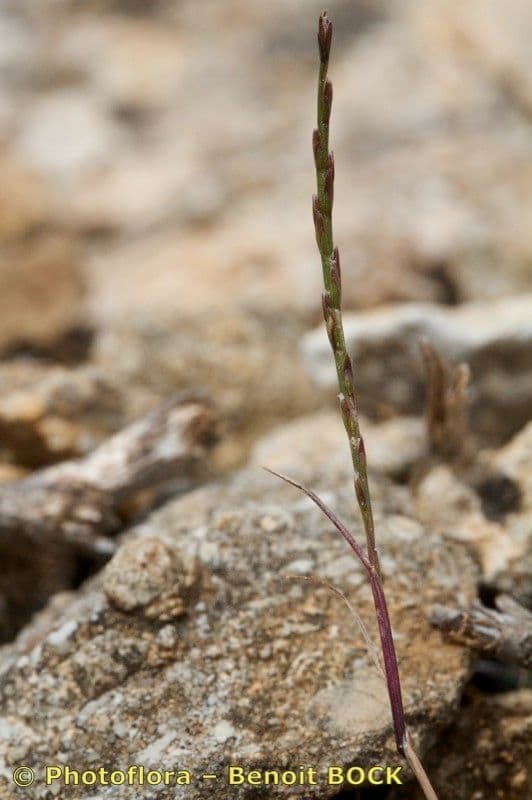 Festuca 4