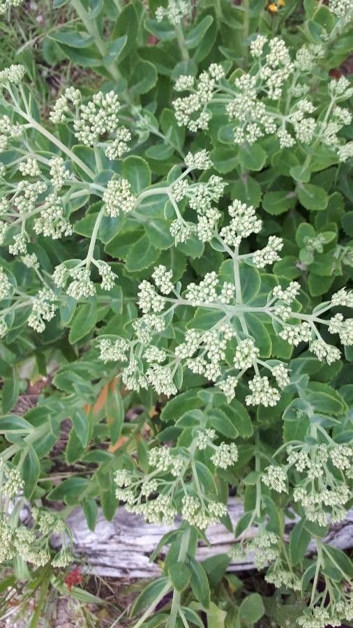 Eriogonum 4