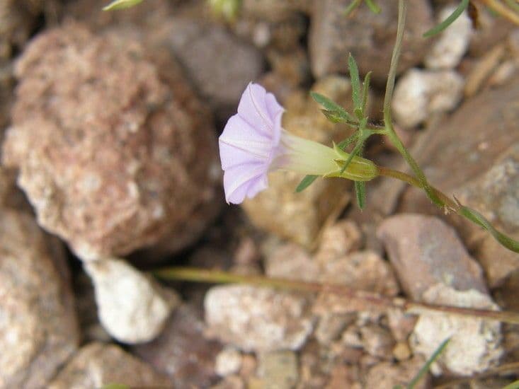Ipomoea ternifolia 4