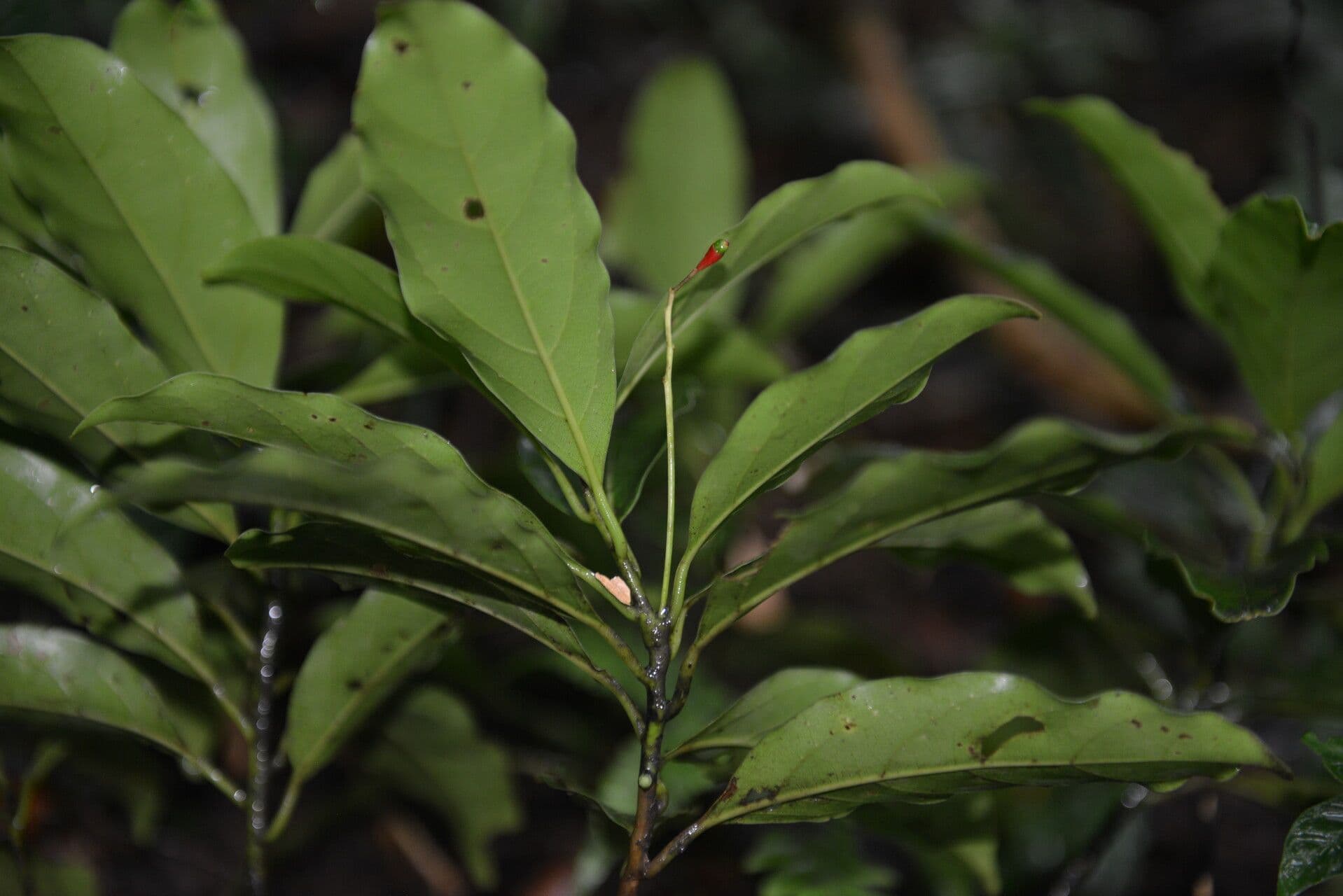Ocotea 3