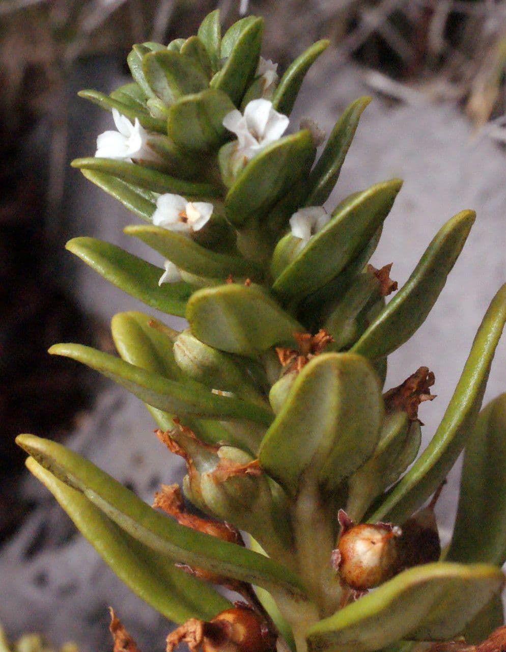 Lysimachia mauritiana 10