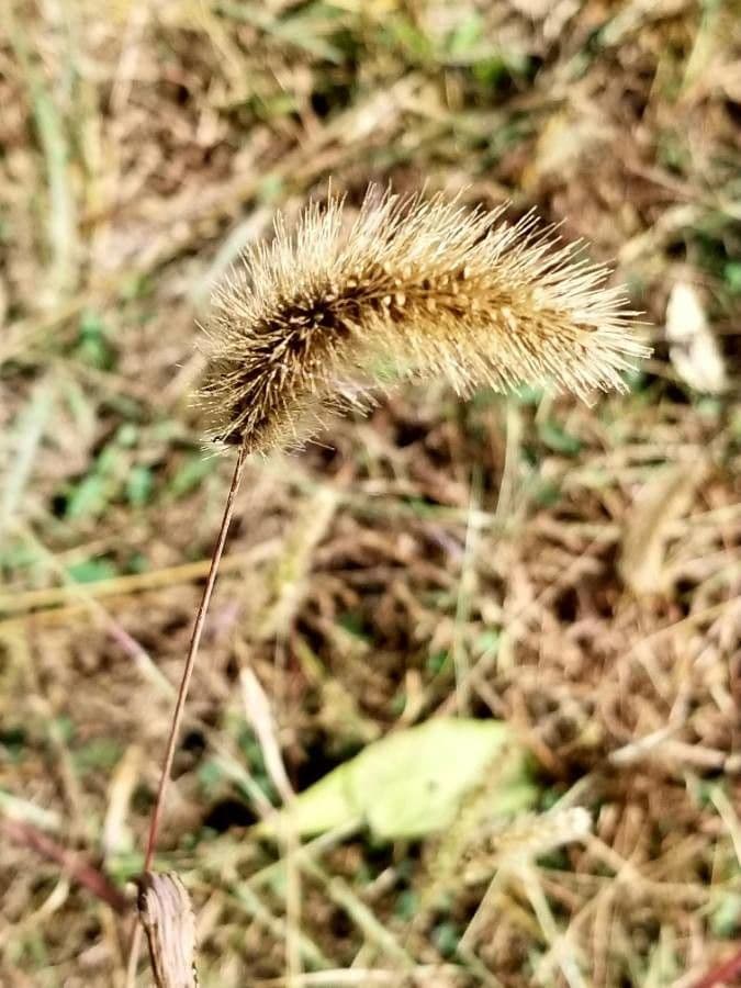 Elymus canadensis 21