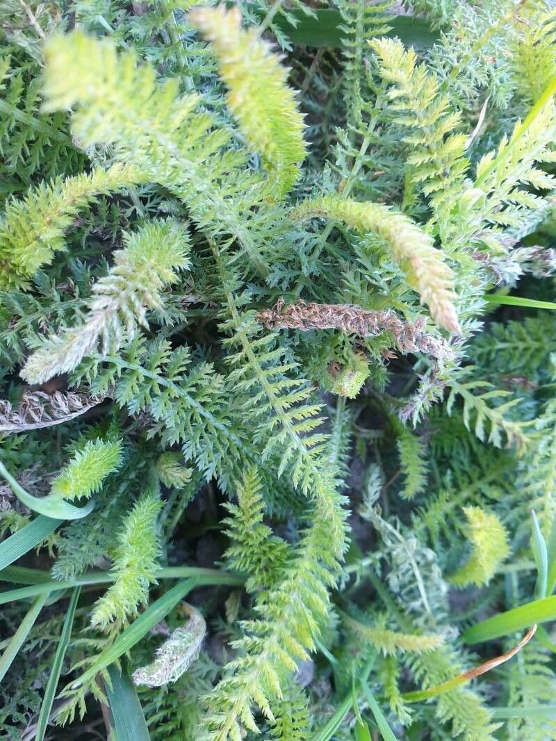 Achillea odorata 16