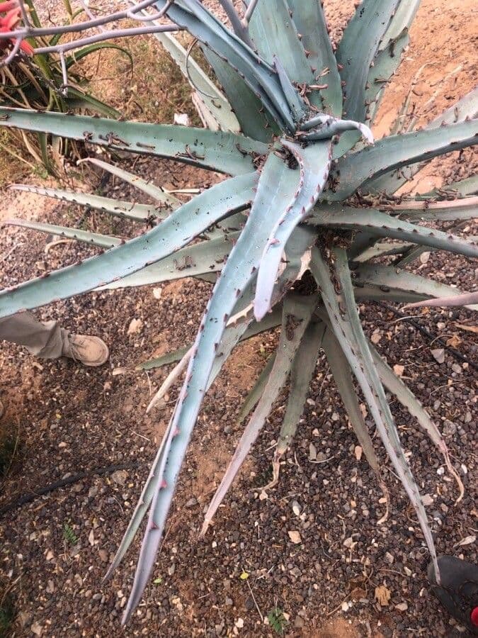 Aloe 4