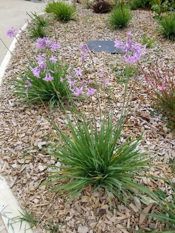 Tulbaghia 11
