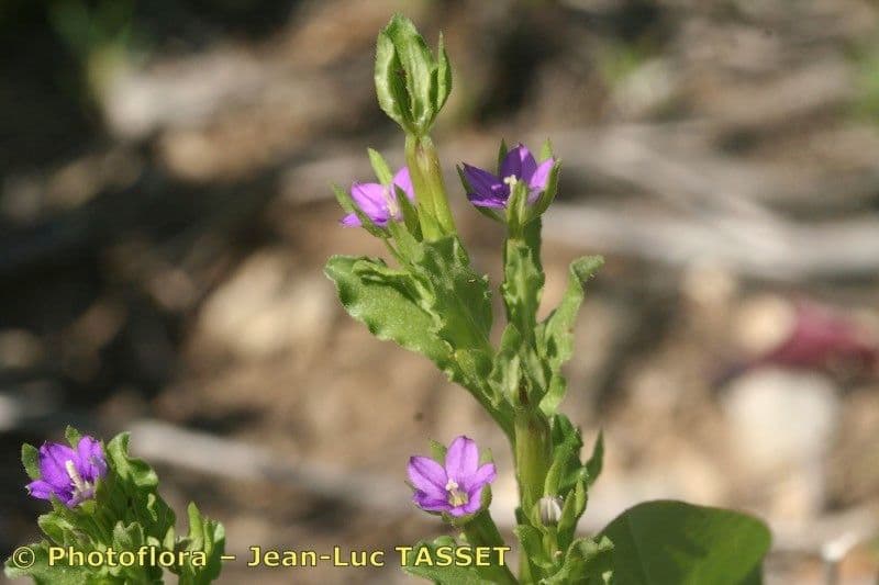 Legousia hybrida