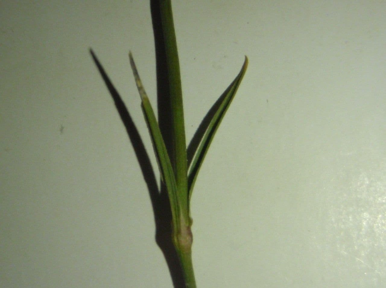 Garofano di Balbis 18