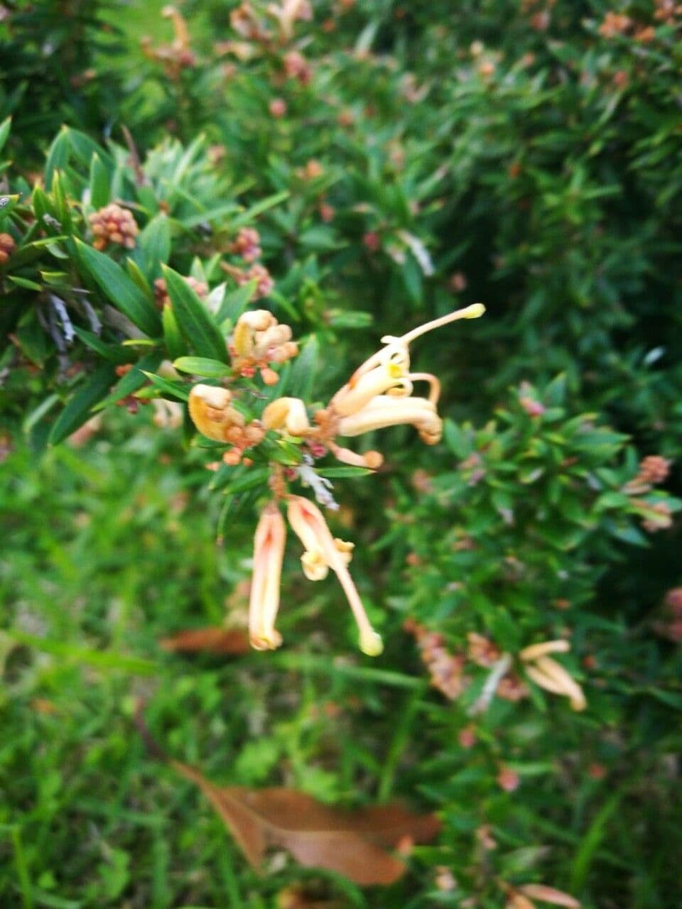 Grevillea ginepro 5