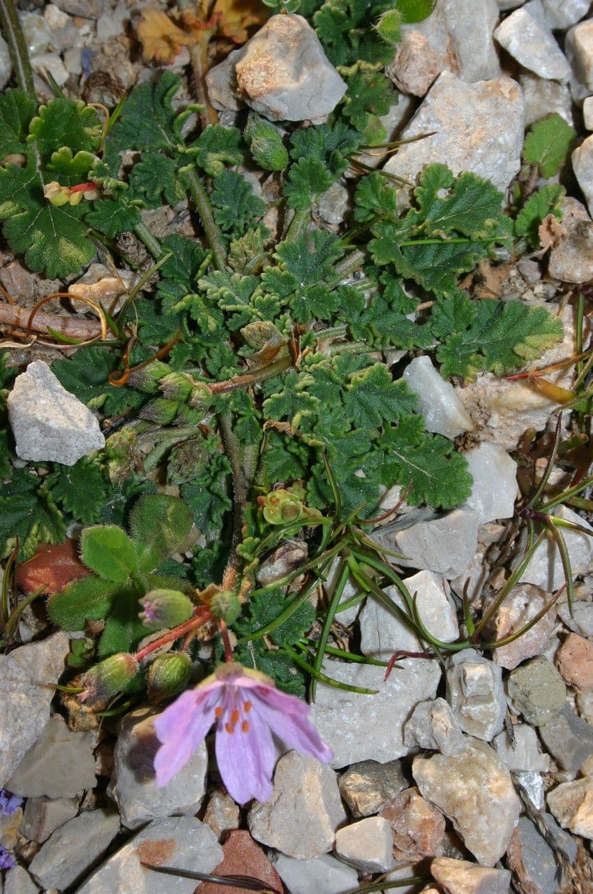 Erodio 9