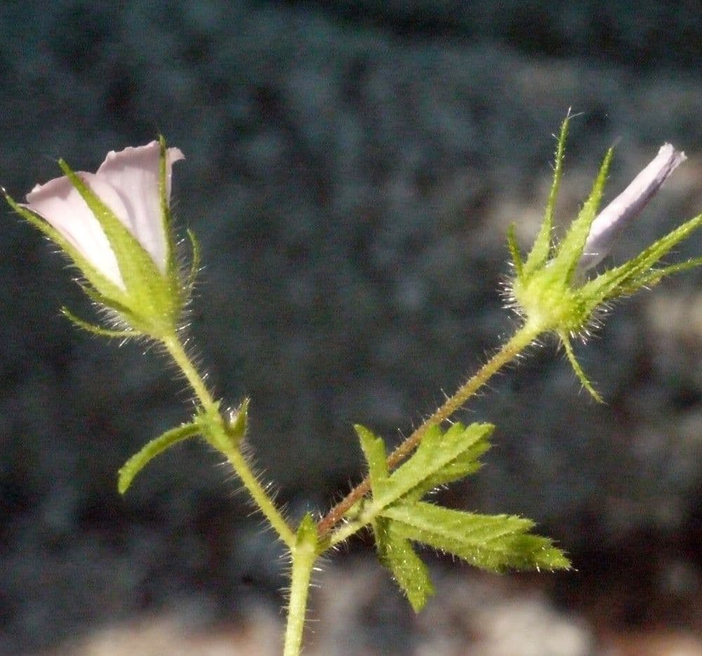 Malva di Creta 18