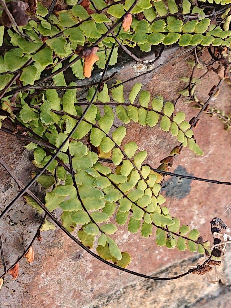 Asplenium