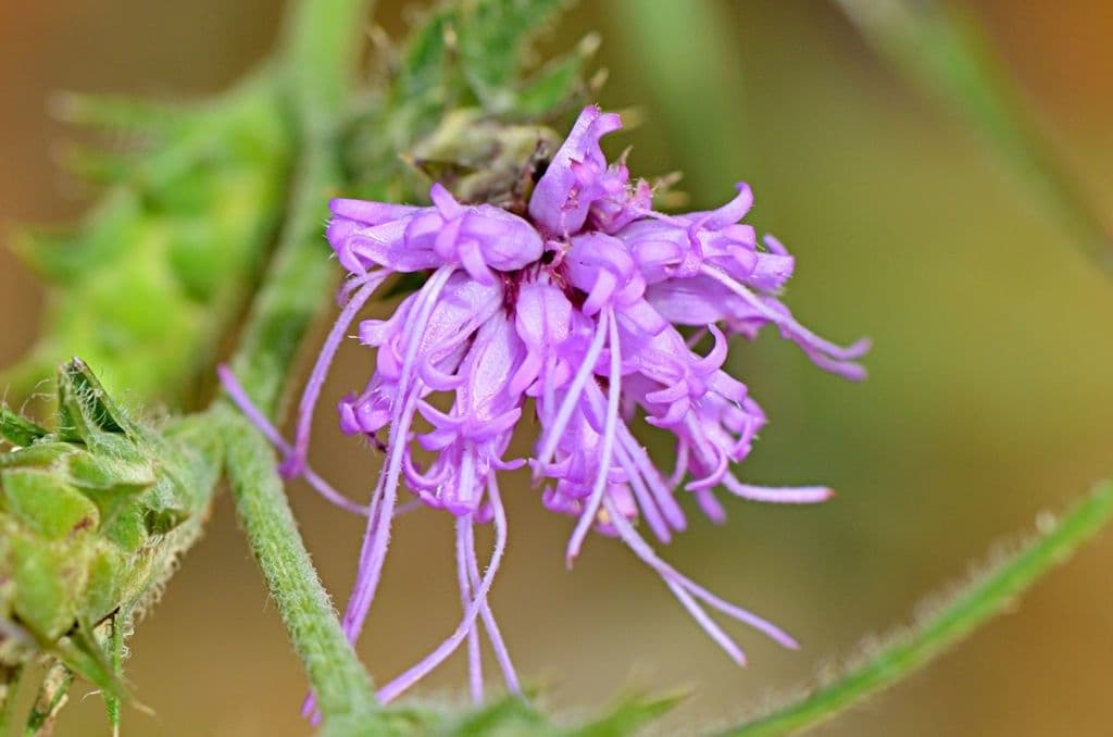 Liatris 5