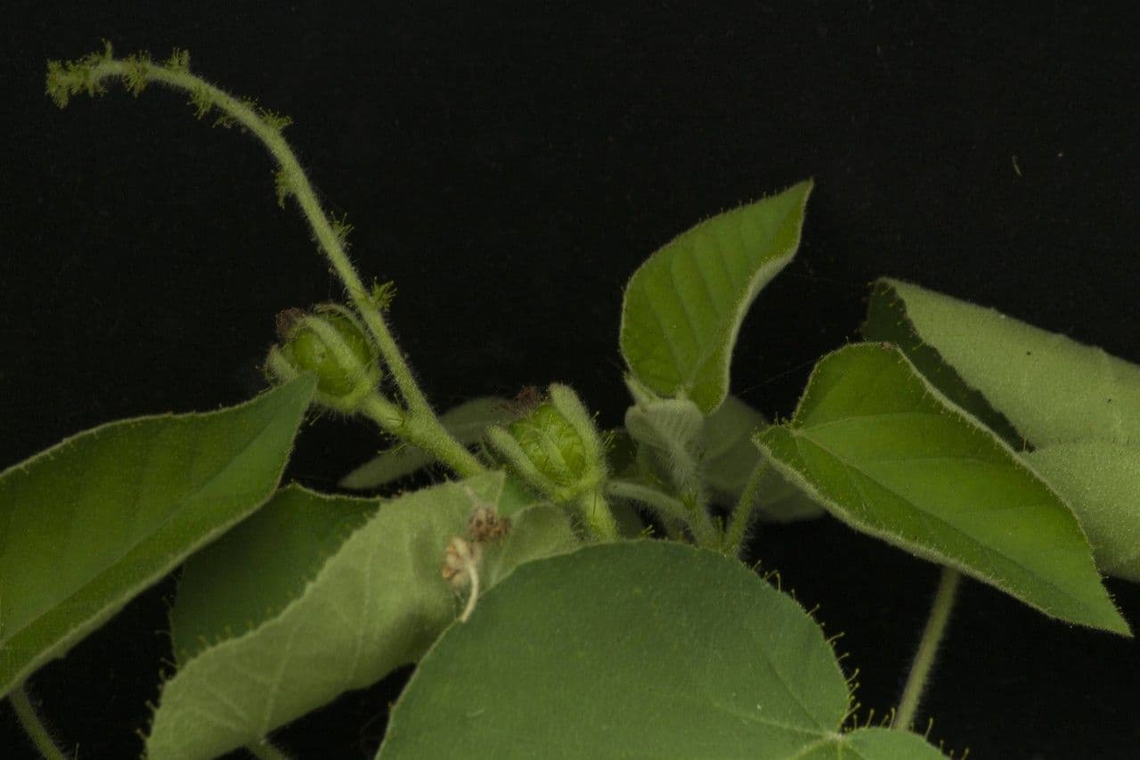 Wimperndrüsen-Croton 11