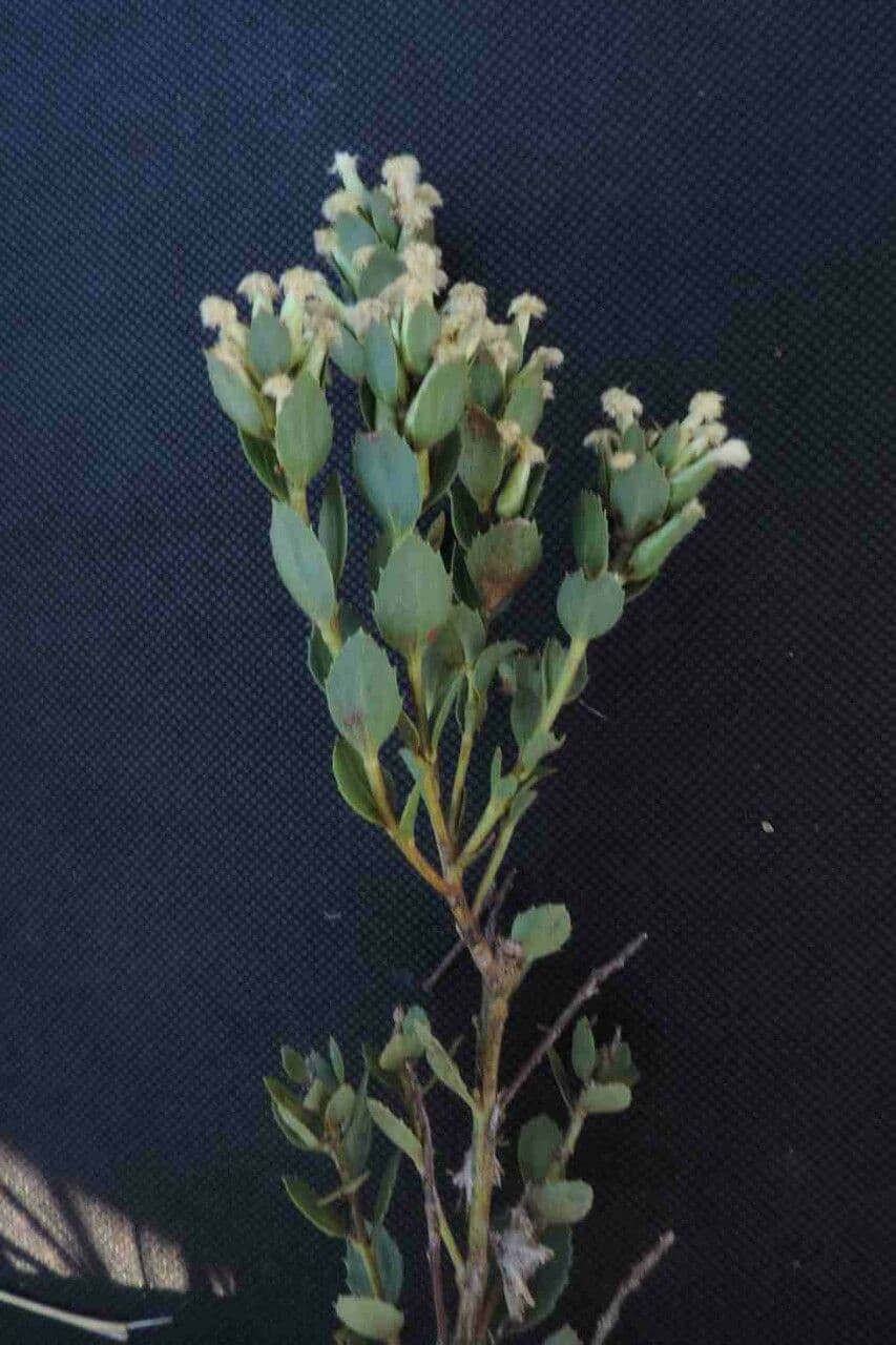Baccharis 6