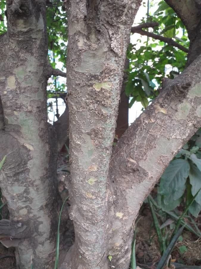 Gardenia ternata 14
