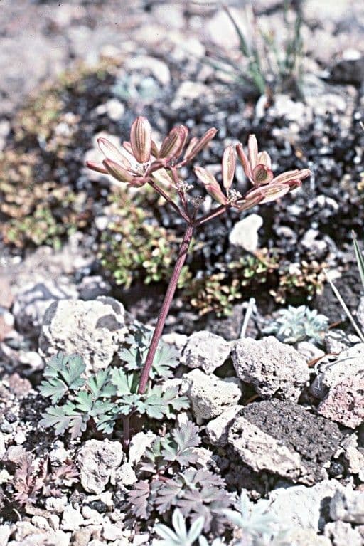 Lomatium 7
